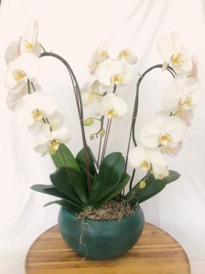 Fall in Love with Orchids Flower Bouquet