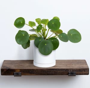 PILEA PLANT Flower Bouquet