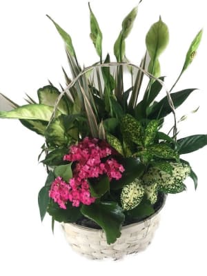 kalanchoe Garden Flower Bouquet