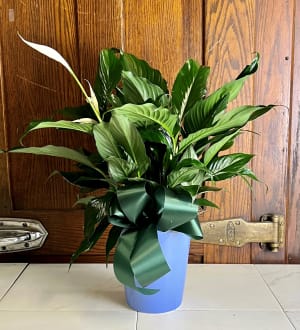 Peace Lily Plant Flower Bouquet