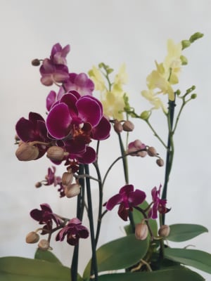 Assorted orchids Flower Bouquet