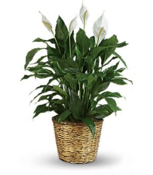 Simply Elegant Spathiphyllum (Peace Lily) Flower Bouquet