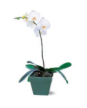 Phalaenopsis Orchid Plant Flower Bouquet