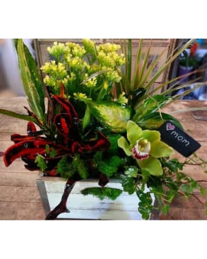 Dish Garden w/ Orchid bloom Flower Bouquet