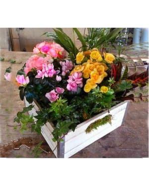 Live plants in Vintage wooden box, long lasting Flower Arrangement Live plants in Vintage wooden box, long lasting Flower Bouquet