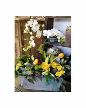 Orchid Plant w/cut flowers. Rec Flower Bouquet