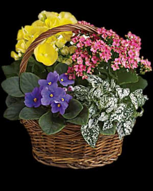 Bright Flowering Plant Basket Flower Bouquet