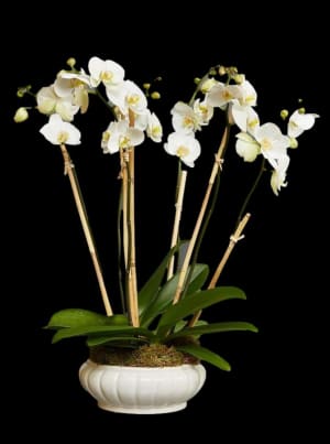 Outstanding White Orchid Display Flower Bouquet