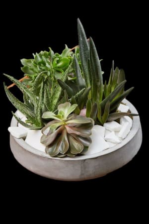 Large Succulent Planter Flower Bouquet