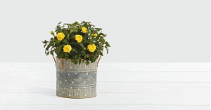 Potted Yellow Roses