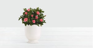 Potted Pink Roses