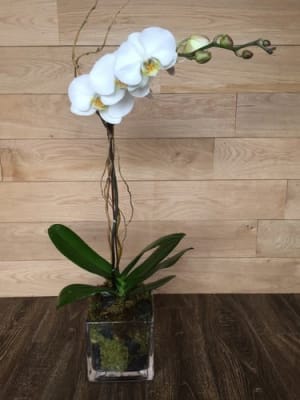 Single Orchid plant In Glass Cube Flower Bouquet