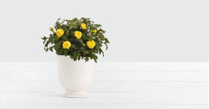 Potted Yellow Roses