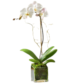 Valentine Phalaenopsis Orchid Flower Bouquet