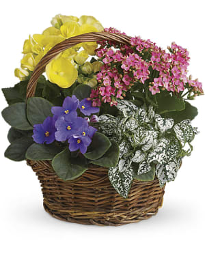 Spring Has Sprung Mixed Basket Flower Bouquet