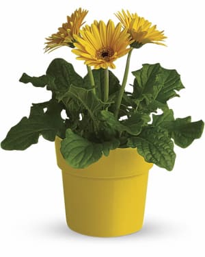 Rainbow Rays Potted Gerbera - Yellow