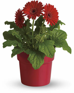 Rainbow Rays Potted Gerbera - Red Flower Bouquet