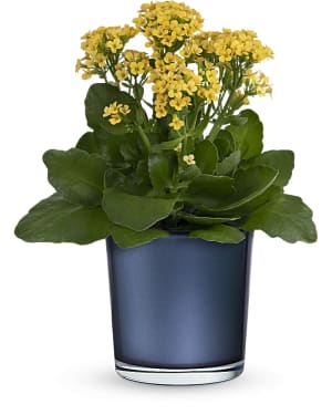 Teleflora's Golden Morning Plant Flower Bouquet