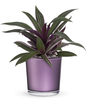 Teleflora's Leaves of Amethyst Plant Flower Bouquet