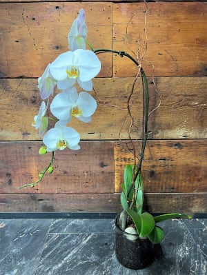 White Orchid Flower Bouquet