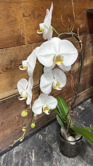 White Orchid Flower Bouquet