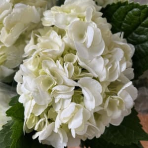 White Hydrangea