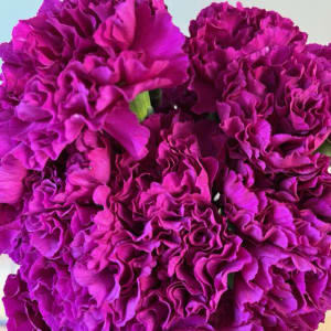 Carnations