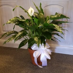 Simply Elegant Spathiphyllum -Medium Flower Bouquet