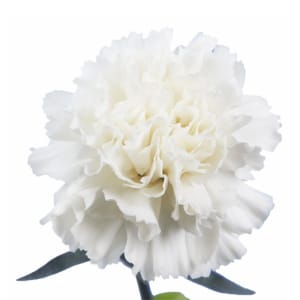 Carnations Flower Bouquet