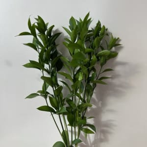 Israeli Ruscus Flower Bouquet