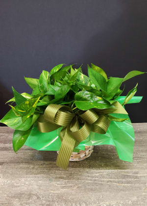 6 In Pothos GP GPP Flower Bouquet