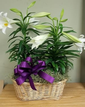 Easter Lily Plant in Basket