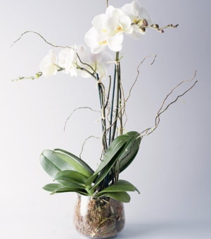 DOUBLE ORCHIDS Flower Bouquet