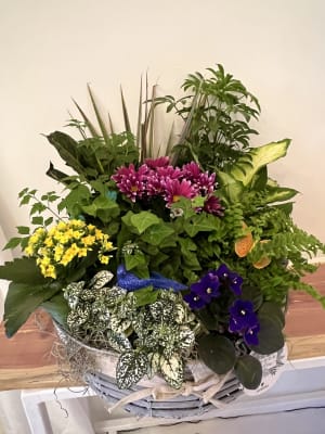 Large Tropical Planter in a Metal Basket