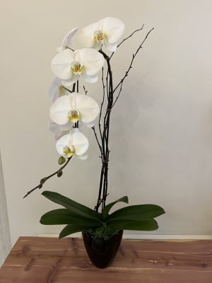 White single Stem Orchid in a ceramic vase