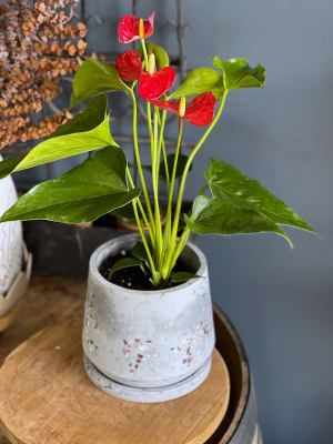 Anthurium Plant Flower Bouquet