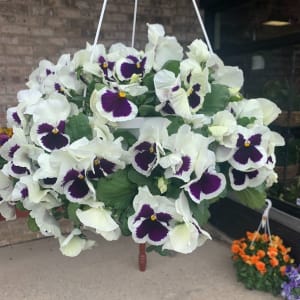 Spring Pansy Baskets Flower Bouquet