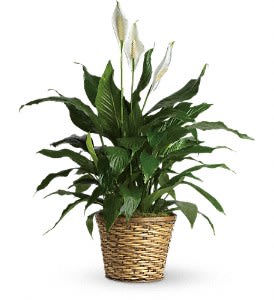 Simply Elegant Spathiphyllum - Medium Flower Bouquet