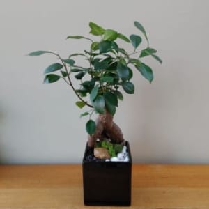 Ficus Bonsai Flower Bouquet