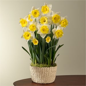 So Golden Daffodil Bulb Garden Flower Bouquet