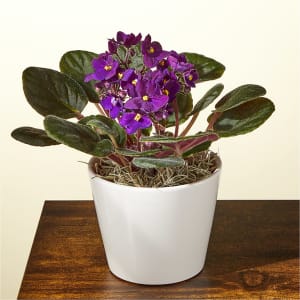 Purple African Violet Plant Flower Bouquet