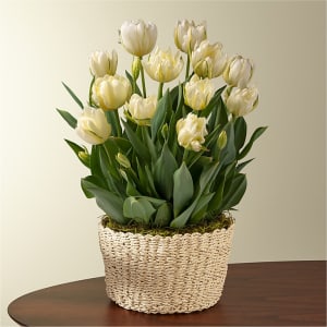 Ivory Tulip Bulb Garden Flower Bouquet