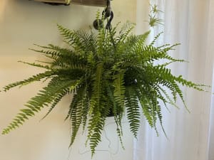 Boston Fern Flower Bouquet