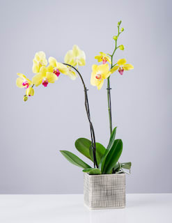 Elegant Double Orchid Flower Bouquet