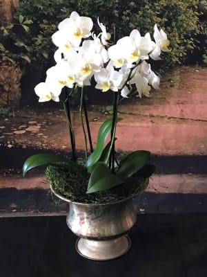 Sidney Urn with double white mini orchids Flower Bouquet