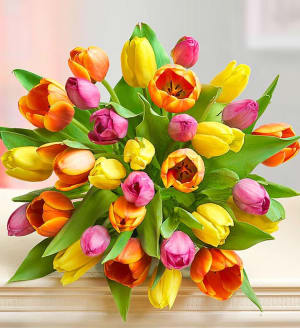 Mother's Day Radiant Tulips, 15-30 Stems Flower Arrangement Mother's Day Radiant Tulips, 15-30 Stems Flower Bouquet