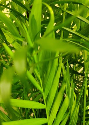 Green Plant GP Flower Bouquet