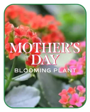 Mother's Day Blooming Plant Flower Arrangement Mother's Day Blooming Plant Flower Bouquet