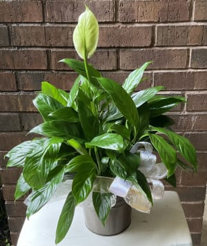 Peace lily in bronze bucket  Flower Bouquet