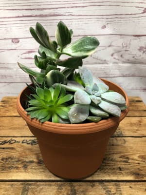 Stunning Succulent Dish Garden Flower Bouquet